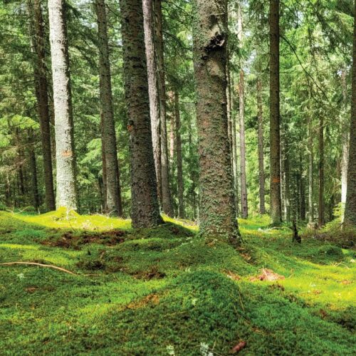 Waldbaden - Stromberg/Zabergäu